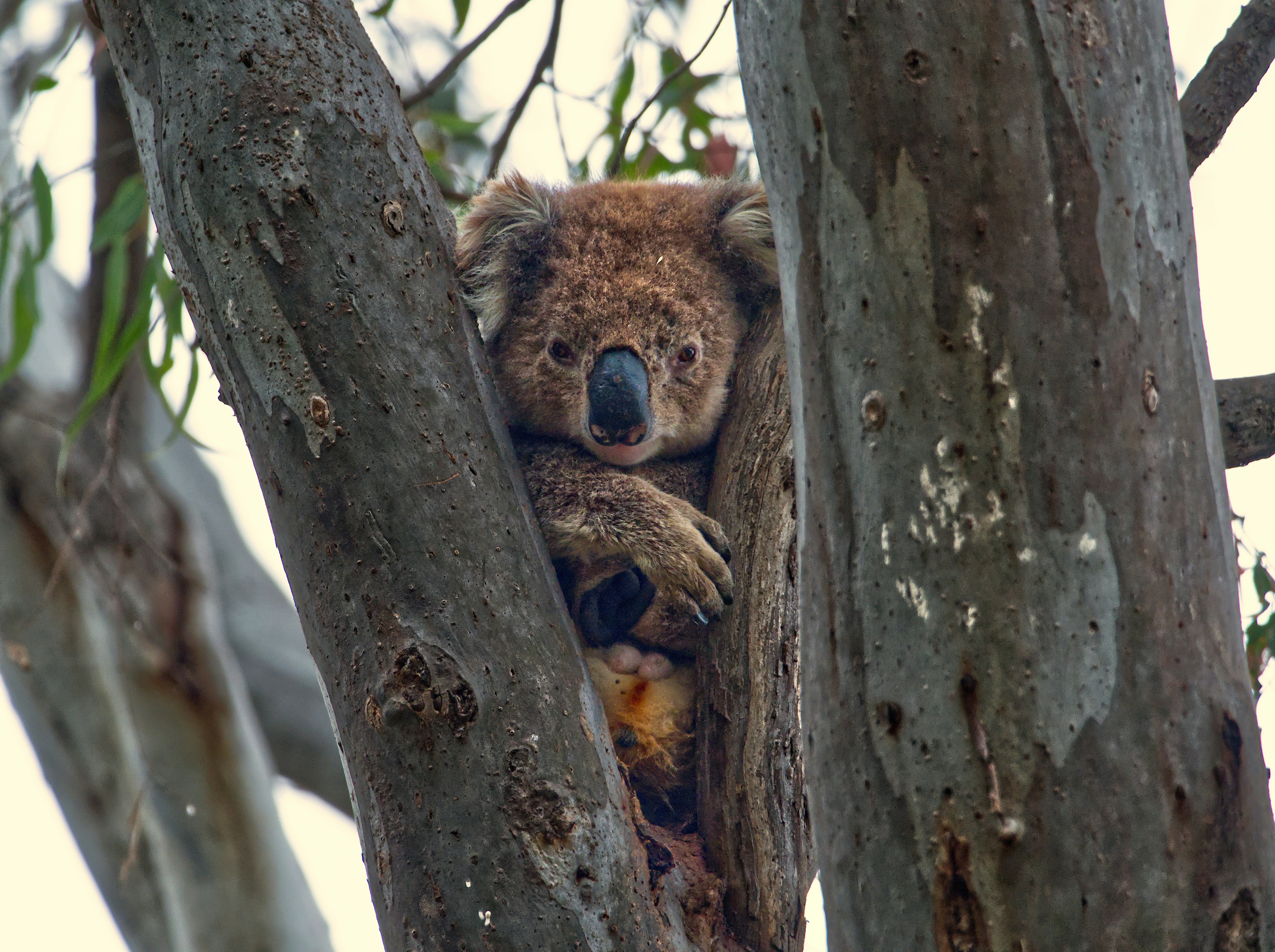 Murray River wildlife